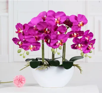 Phalaenopsis Orchid Purple blossom With Ceramic Basin